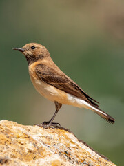 Eastern Black-eared wheatear