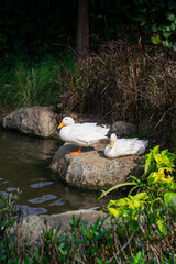 Two white ducks sitting on rock beside the pond