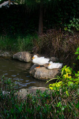 Two white ducks sitting on rock beside the pond