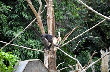 Central American white-faced capuchin (Cebus imitator)