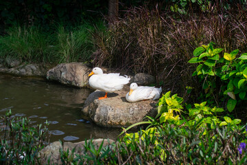 Two white ducks sitting on rock beside the pond
