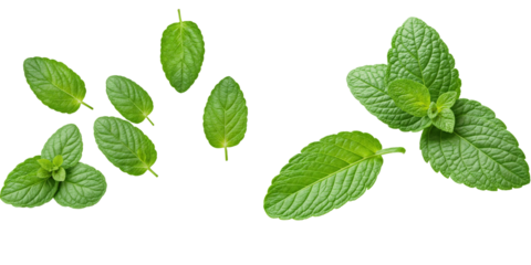 Falling mint leaves, spearmint, isolated on white background, full depth of field