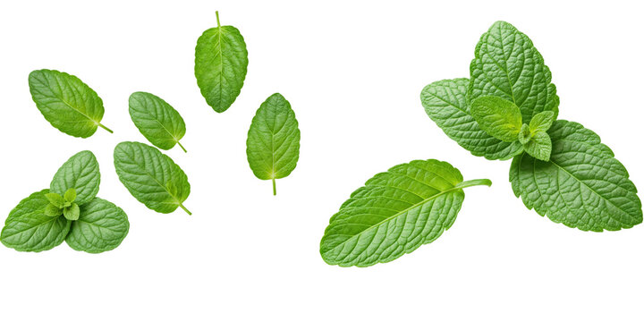 Falling mint leaves, spearmint, isolated on white background, full depth of field