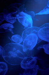 水槽に漂う美しいクラゲ