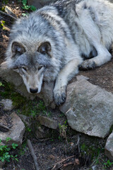Lone grey wolf takes a rest, laying on the ground in the forest.
