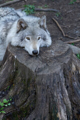 Lone grey wolf takes a rest, laying on a stump in the forest.