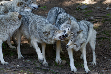 A pack of grey wolves play together in the forest.