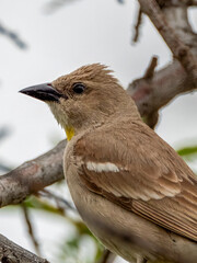 Yellow-throated sparrow