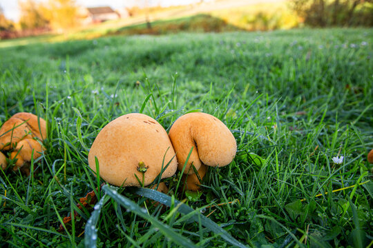 Natural autumn closeup on a colorful orange brown spectacular rustgill mushroom, Gymnopilus junonius on the forest floor