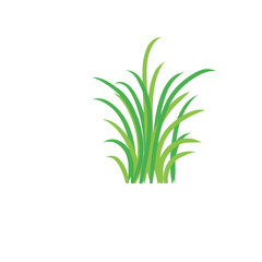 Green spring grass. Isolated on white background. Vector illustration.