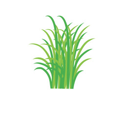 Green spring grass. Isolated on white background. Vector illustration.