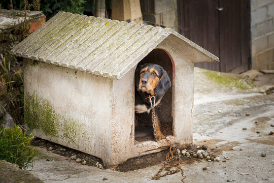 Sad dog tied with a chain to his kennel. Animal abuse concept