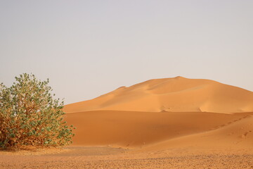 Merzouga Sahara mit Busch 