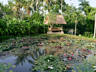 tranquil pond with blooming water lilies and a serene gazebo in a peaceful garden setting