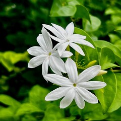 white frangipani flower