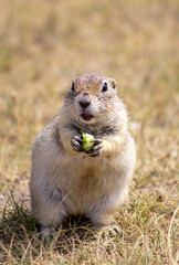 The image shows a small squirrel sitting on the grass and eating. The squirrel is holding food with its front paws, while the background is blurred, showcasing the grass and natural surroundings.