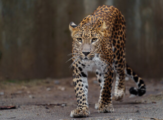 Portrait of Sri lankan leopard in zoo