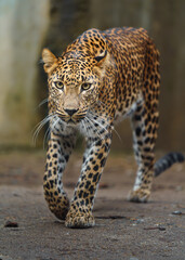 Portrait of Sri lankan leopard in zoo