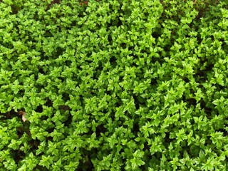 Green leaf background. leaves seen from above. tropical leaves. beautiful tropical plants.