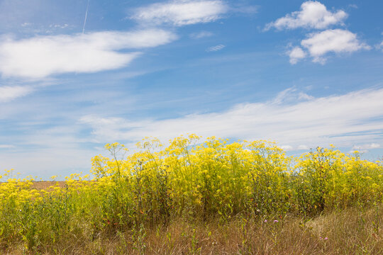 escena relajante de un campo de flores silvestres amarillas con grandes tallos  bajo un un cielo azul con algunas nubes blancas
