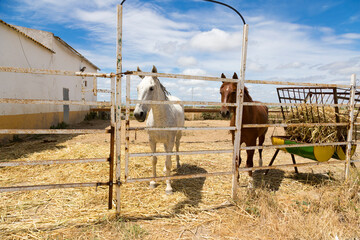 dos caballos de granja, uno blanco y otro Marón en un establo al aire libre con con recipiente de paja para comer y con cielo azul