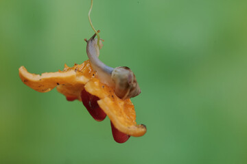 A small snail is eating a wild balsam pear. This mollusk likes to eat flowers, fruits and young...