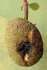 A large jackfruit looks like it has a hole where it was bitten by a rodent. The plant whose fruit is delicious for juice has the scientific name Artocarpus heterophyllus.