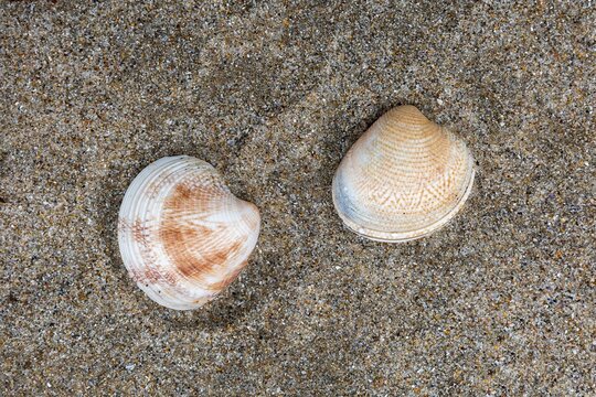 Mussel shells found on sea sands.sea shell