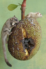 A pair of sugar gliders are eating ripe jackfruit on a tree. This mammal has the scientific name Petaurus breviceps.