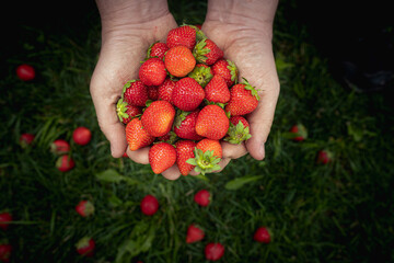 Fruits of summer: fresh red strawberries in hands