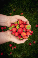 Fruits of summer: fresh strawberries in hands