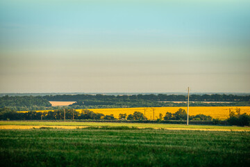 Sunflowers field , field at summer morning . Yellow field , yellow colors , morning in woods . Power lines over the field . Summer landscape . Sunflowers at morning colors 