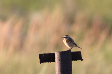 A meadow whinchat sits on a rusty pipe