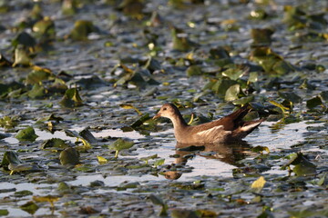 A moorhen, a marsh hen, swims among the green leaves of water lilies on a summer evening