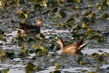 A moorhen, a marsh hen, swims among the green leaves of water lilies on a summer evening