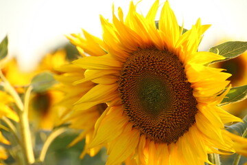 Close-up on a Sunflower (Moldova)