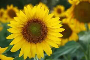 Beautiful Sunflower (Moldova)