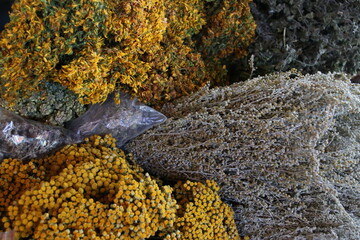 Dried Bunch of Flowers in a Market in Moldova