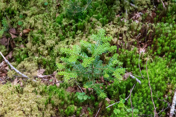 神秘的な苔と原生林