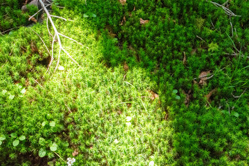 Fototapeta premium 神秘的な苔と原生林