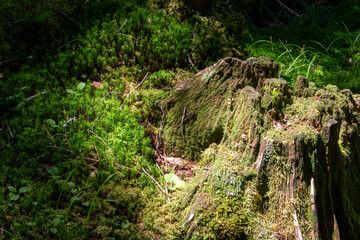 神秘的な苔と原生林