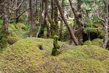 神秘的な苔と原生林