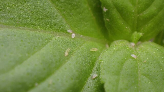 Thrips and mites together on basil