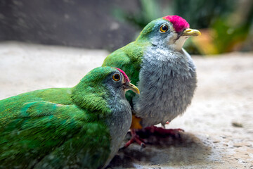 Bunte tropische Tauben