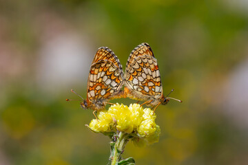 Large orange butterflies mating on a yellow flower, Heath Fritillary, Melitaea athalia
