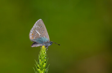 tiny butterfly on green plant, Geranium Argus, Polyommatus eumedon	