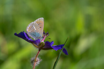 tiny butterfly feeding on purple flower,Geranium Argus, Polyommatus eumedon	
