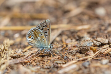 little blue butterfly picking minerals from the ground, Gavarnie Blue, Polyommatus pyrenaicus