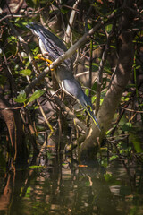 Striated Heron on a branch catching Fish