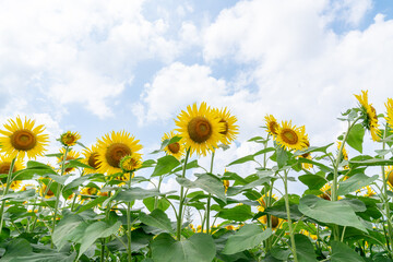 夏の青空と、満開のひまわり